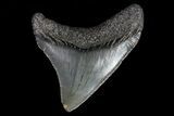 Juvenile Megalodon Tooth - Georgia #75433-1